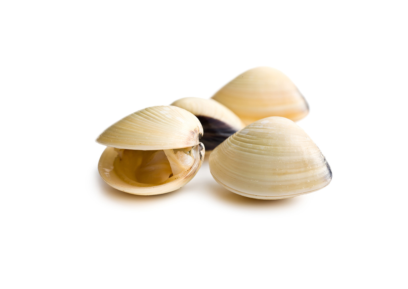 Almeja Blanca